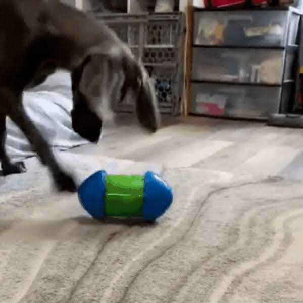Dog Toy L42037