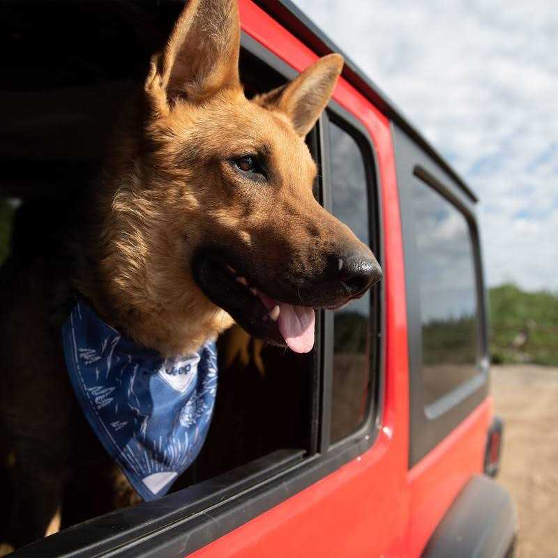 Dog Collar V853892