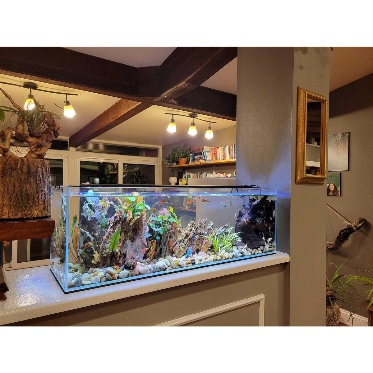 22 Gallon Clear Glass Bookshelf Aquarium X7687
