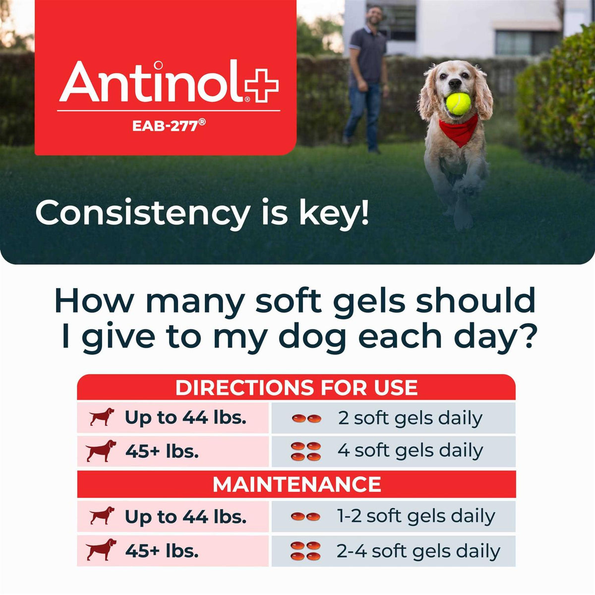 Antinol Plus 60ct Pet Supplies F6863