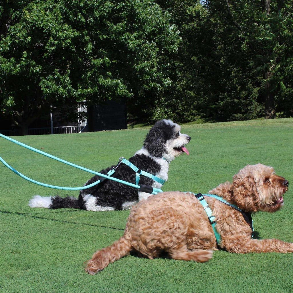 2 Reflective Rope Dog Leash E51577