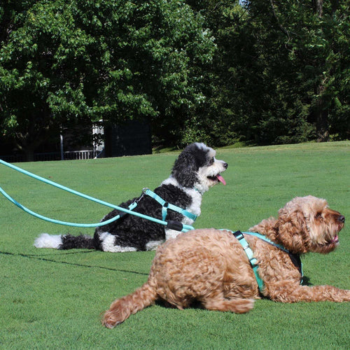 2 Reflective Rope Dog Leash E51577