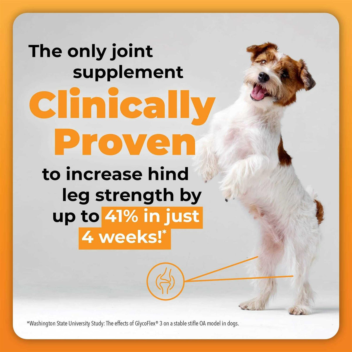 Joint Supplement for Small Dogs A67068